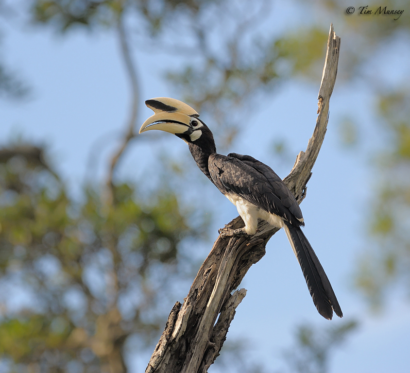 Oriental Pied Hornbill_3